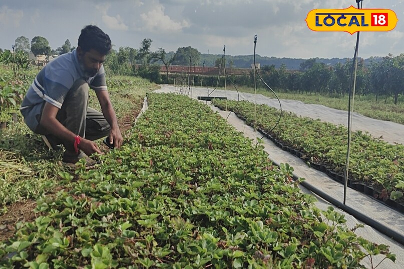 उन्होंने आगे कहा कि स्ट्रॉबेरी में नमी बहुत महत्वपूर्ण होती है. ड्रिप सिंचाई से पानी और खाद दोनों की बचत होती है. प्लास्टिक या जैविक मल्चिंग करने से खरपतवार कम होते हैं, मिट्टी में नमी बनी रहती है और फल जमीन से खराब नहीं होते. 