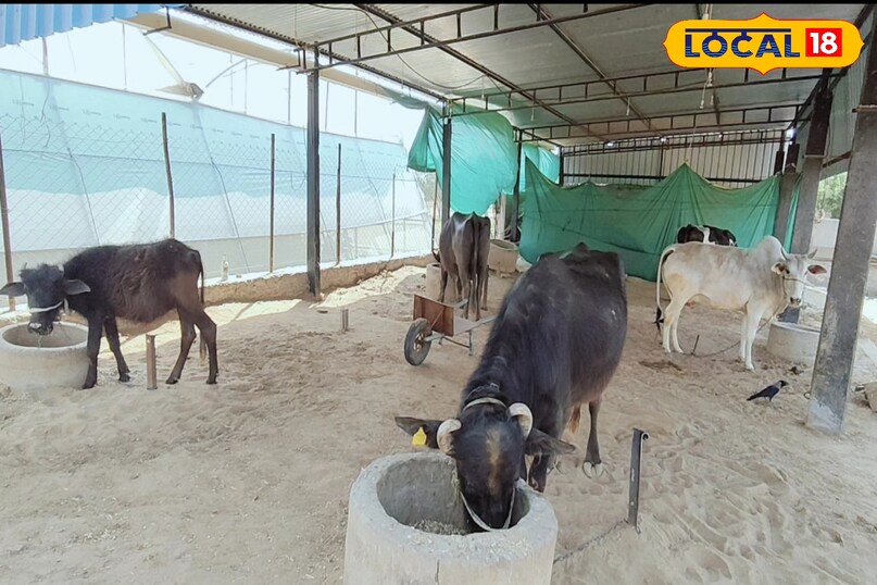 पशुपालन 