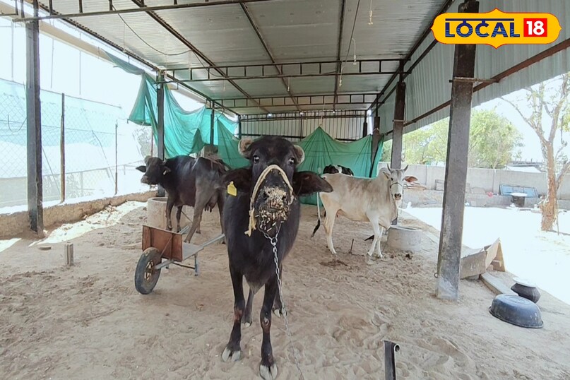 पशु पालन 