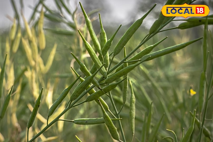 माहू (लाही) कीट माहू (लाही) कीट