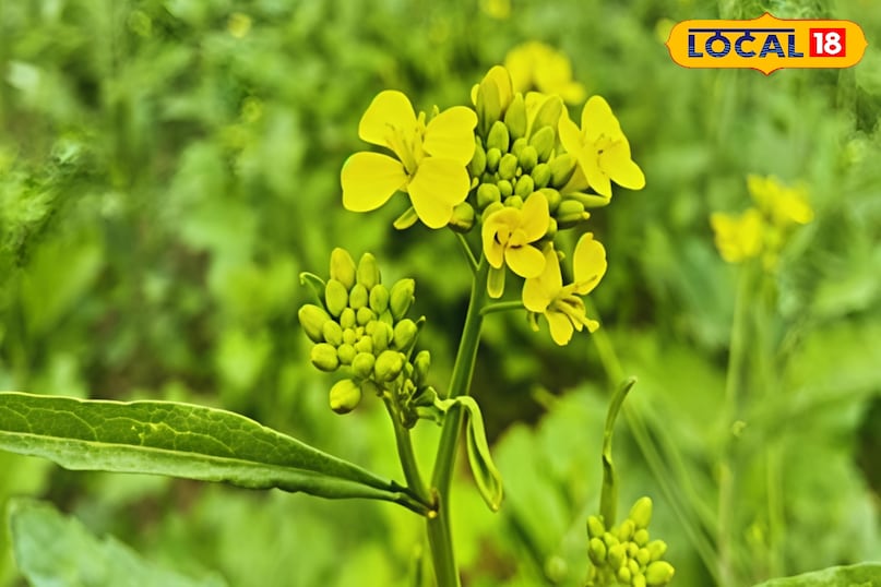 अतिरिक्त उपाय बढ़ाएं मुनाफा अतिरिक्त उपाय बढ़ाएं मुनाफा