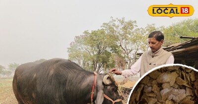 ठंड में पशुओं को सरसों की खली जरूर देनी चाहिए.