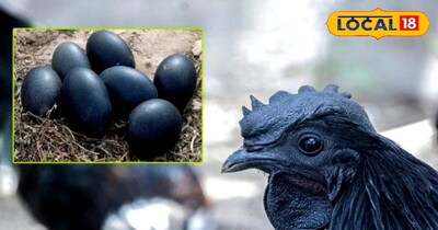 औषधीय गुणों वाली मुर्गी 