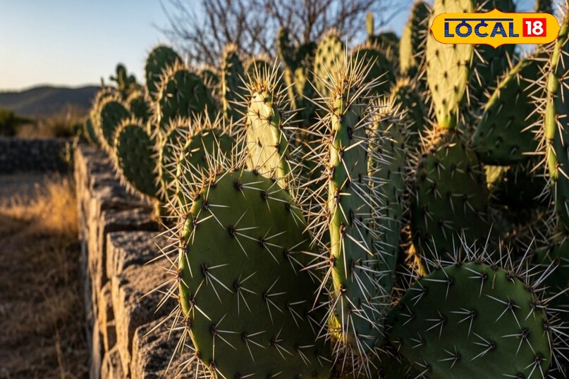 Moradabad news,hindi news, local news, up news, मुरादाबाद समाचार, हिंदी समाचार,लोकल समाचार, यूपी समाचार।