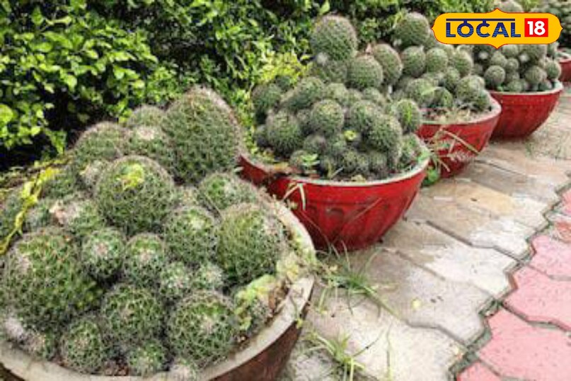 Moradabad news,hindi news, local news, up news, मुरादाबाद समाचार, हिंदी समाचार,लोकल समाचार, यूपी समाचार।