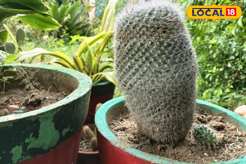 Moradabad news,hindi news, local news, up news, मुरादाबाद समाचार, हिंदी समाचार,लोकल समाचार, यूपी समाचार।