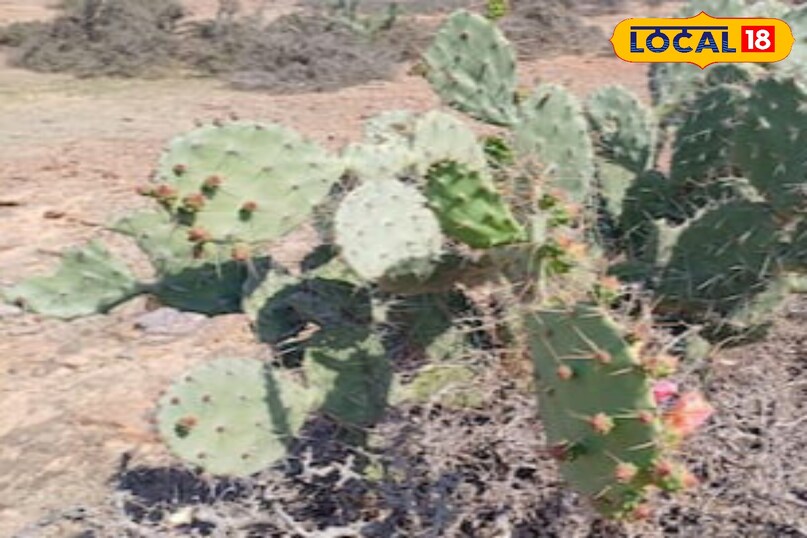 Moradabad news,hindi news, local news, up news, मुरादाबाद समाचार, हिंदी समाचार,लोकल समाचार, यूपी समाचार।