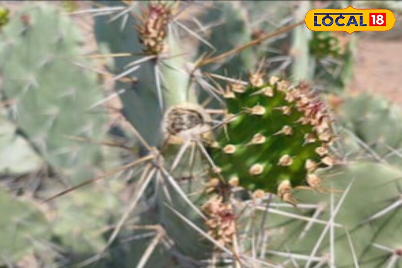 Moradabad news,hindi news, local news, up news, मुरादाबाद समाचार, हिंदी समाचार,लोकल समाचार, यूपी समाचार।