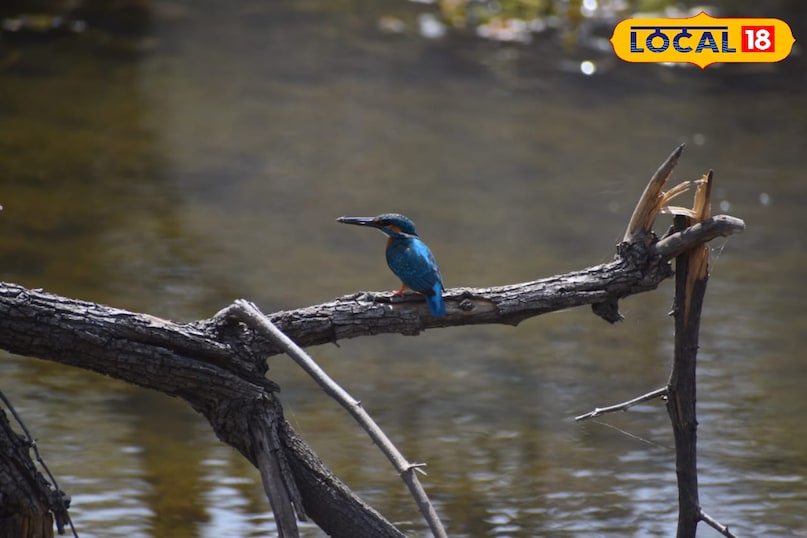 बाघों के बीच पक्षियों की दुनिया: माधव टाइगर रिज़र्व”