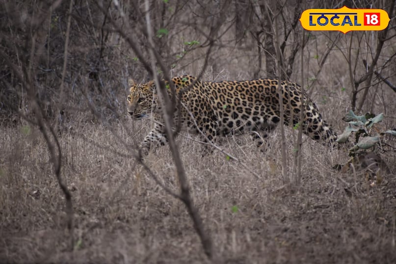 लोकल18, न्यूज18हिंदी, मध्य प्रदेश न्यूज, शिवपुरी न्यूज