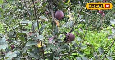 उत्तराखंड के पहाड़ों में बर्फबारी की कमी से सेब बागवान चिंतित<br>