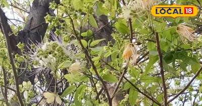 वरुण का पौधा 