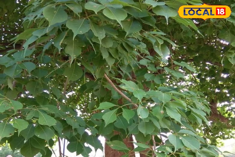 वरुण का पौधा 