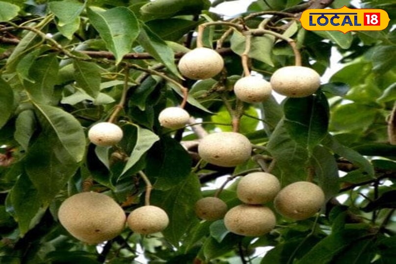 वरुण का पौधा 