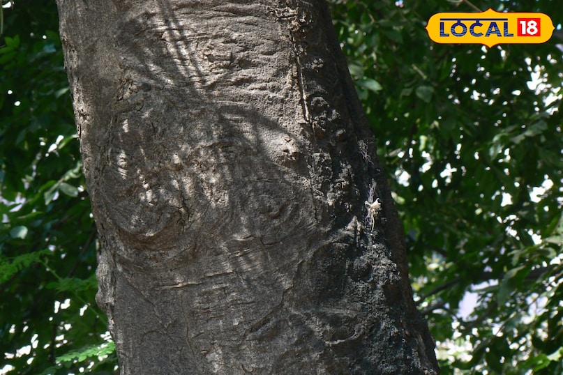 वरुण का पौधा 