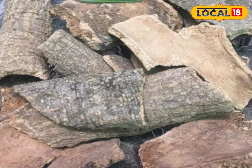 वरुण का पौधा 