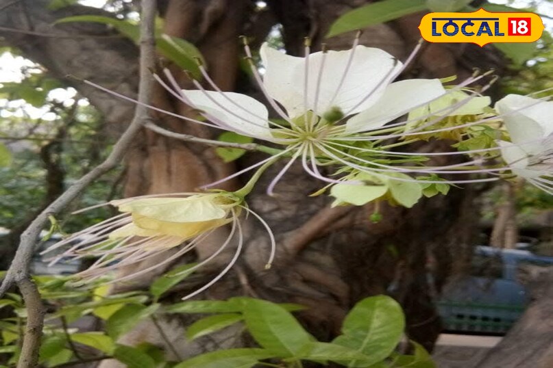 वरुण का पौधा 