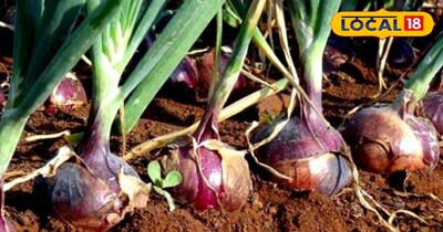 इस विधि से करें प्याज की खेती