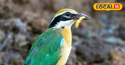 इंडियन पिट्टा पक्षी।