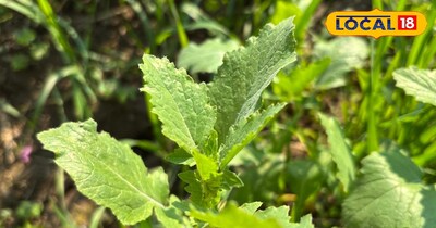 सरसों का भांग डाला हुआ साग