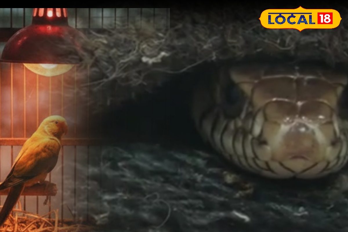 जानवरों को ठंड से बचाने के लिए देहरादून ज़ू में खास इंतजाम! रखा जा रहा ख्याल