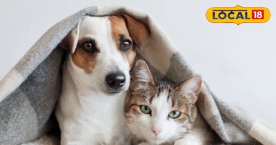 कुत्ते और बिल्लियों के लिए ठंड का मौसम बड़ा ही परेसान करने वाला होता है