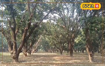 आम के बाग