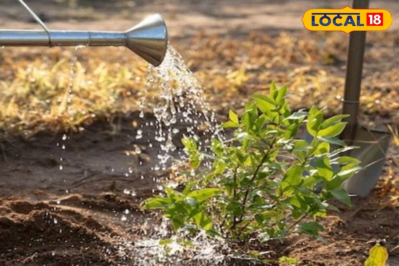 Gardening Tips Gardening Tips