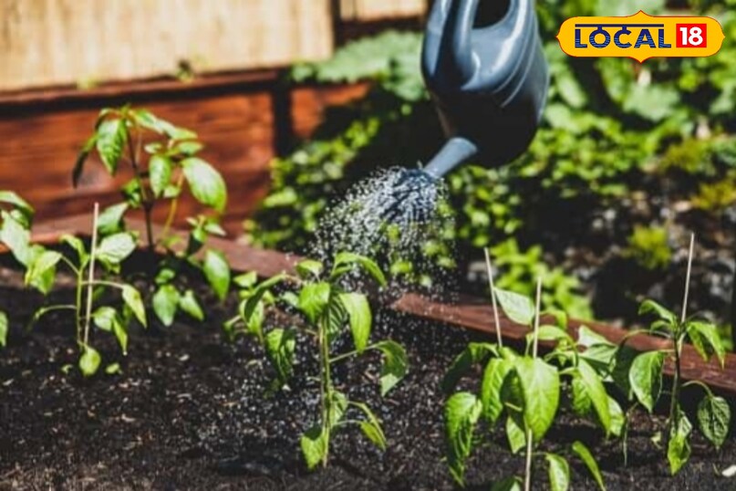 Gardening Tips Gardening Tips