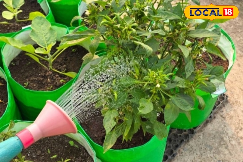 Gardening Tips Gardening Tips