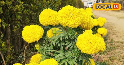 गेंदा के फूल की तस्वीर