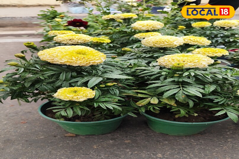 गेंदा की खेती में रोग और कीट बन रहे बड़ी चुनौती, एक्सपर्ट ने बताए बचाव के कारगर उपाय