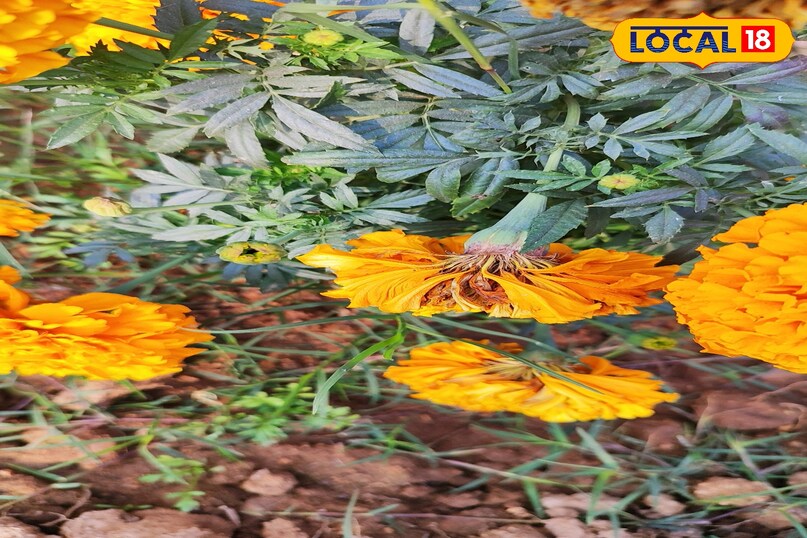 गेंदा की खेती में रोग और कीट बन रहे बड़ी चुनौती, एक्सपर्ट ने बताए बचाव के कारगर उपाय