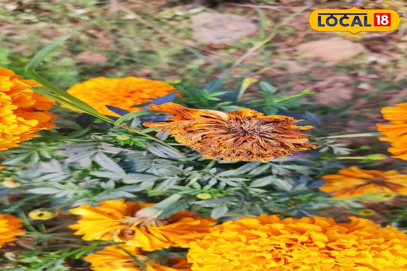 गेंदा की खेती में रोग और कीट बन रहे बड़ी चुनौती, एक्सपर्ट ने बताए बचाव के कारगर उपाय