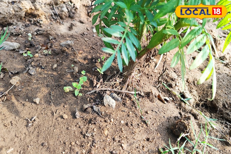 गेंदा की खेती में रोग और कीट बन रहे बड़ी चुनौती, एक्सपर्ट ने बताए बचाव के कारगर उपाय