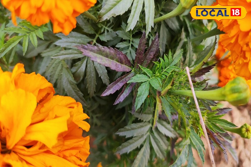 गेंदा की खेती में रोग और कीट बन रहे बड़ी चुनौती, एक्सपर्ट ने बताए बचाव के कारगर उपाय