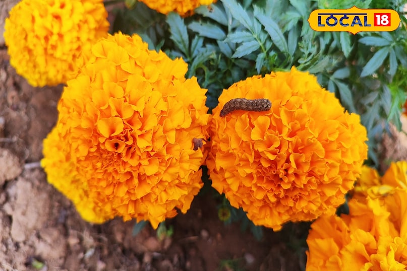 गेंदा की खेती में रोग और कीट बन रहे बड़ी चुनौती, एक्सपर्ट ने बताए बचाव के कारगर उपाय