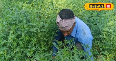 चना की फसल 