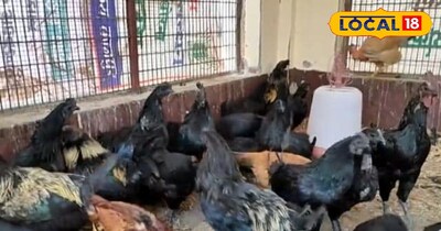 इस मुर्गे की यह खासियत है कि इसका मिट लोगों को काफी पसंद है 