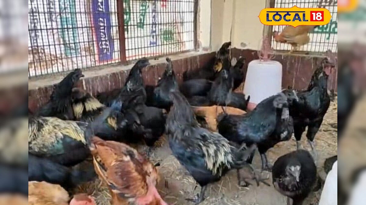 Business – आम चिकन नहीं, ये है काला सुपरफूड! विदेशों में डिमांड, ऐसे करें बिजनेस – INA NEWS