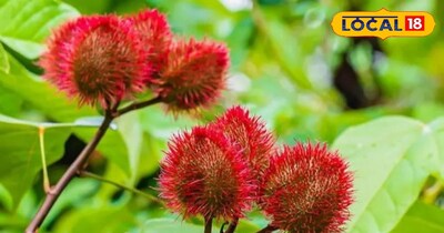 इस खेती से महिलाओं को अच्छा मुनाफा होगा 