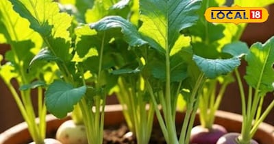 घर में शलजम उगाने के फायदे