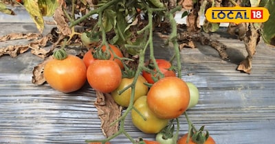 टमाटर की खेती से मुनाफा