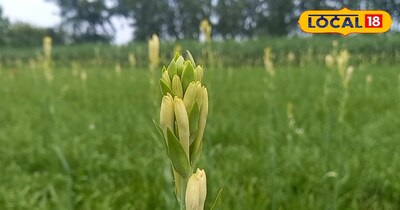 फूलों की खेती में इन चीजों का इस्तेमाल, कर देगा आपको मालामाल