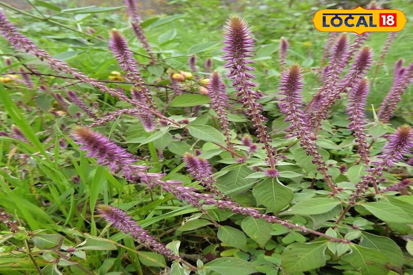 चिरचिटा