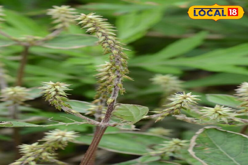 चिरचिटा