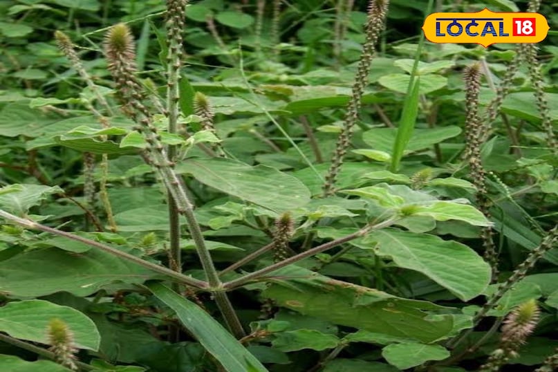 चिरचिटा.