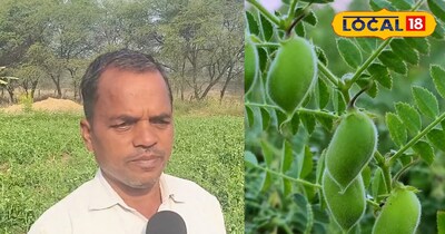 कच्चा बुट अच्छा मुनाफा दिलाता है.