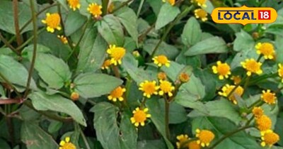 कई बीमारियों में है रामबाण