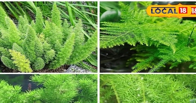 शतावरी का पौधा